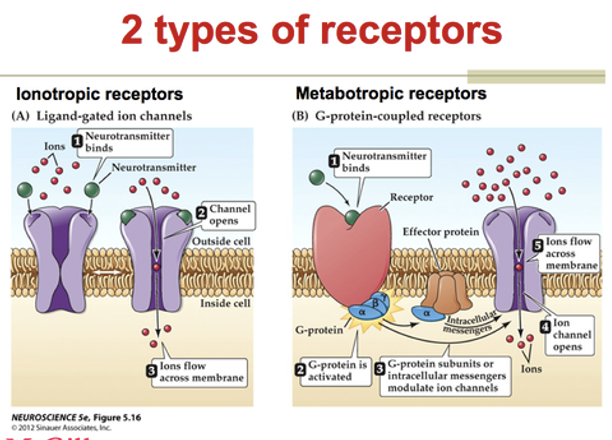<ul><li><p>Ionotropic effect</p></li><li><p>Metabotropic effect</p></li></ul><p></p>