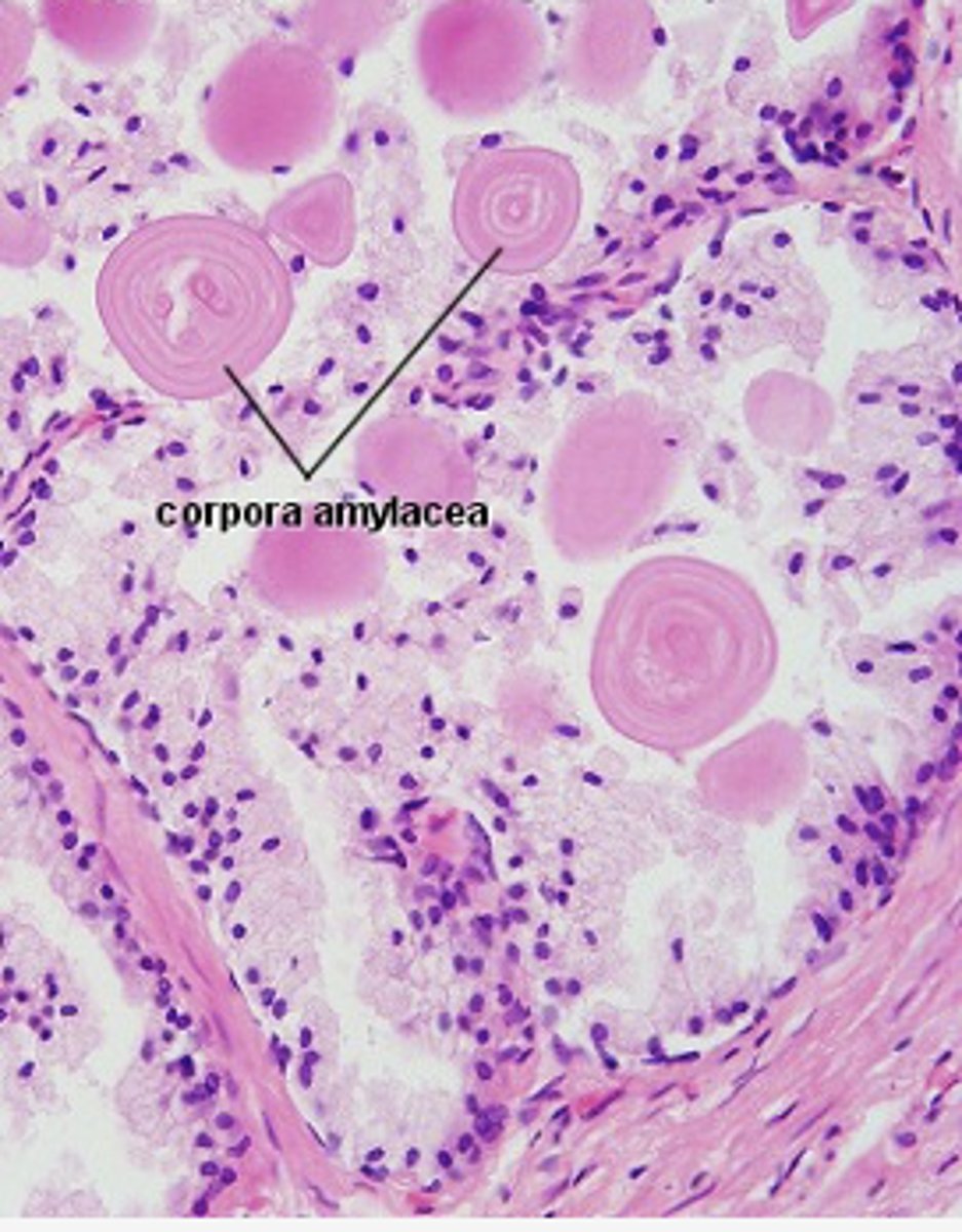 <p>identify the organ</p>