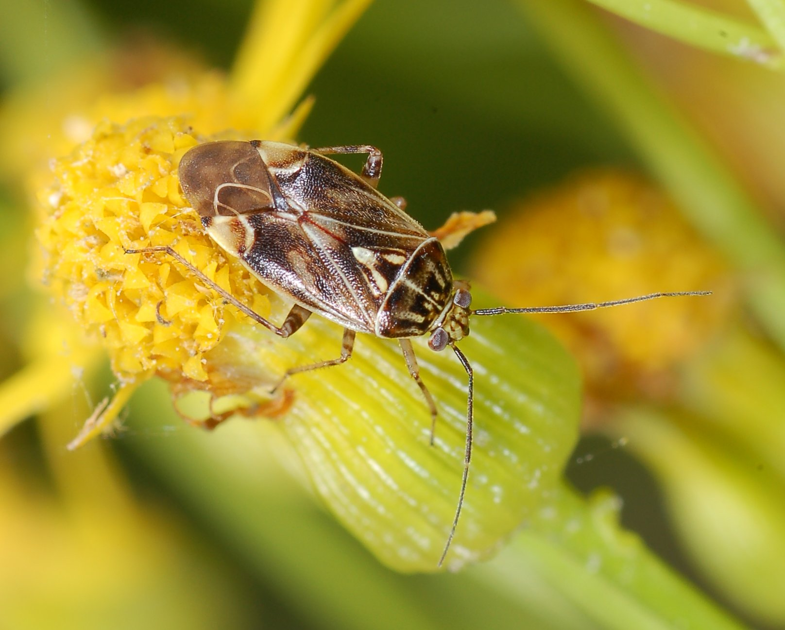 <ol><li><p>Cuneus present on front wings</p></li><li><p>Ocelli absent</p></li><li><p>Wings angle down behind abdomen</p></li></ol><p></p>