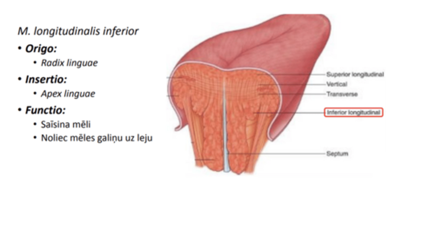 <p>labāk attīstīts nekā augšējais, tuvāk virsmai apakšējai</p>