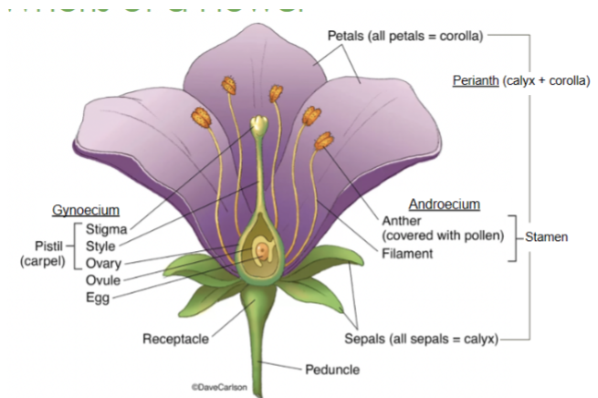 <p>Calyx</p>