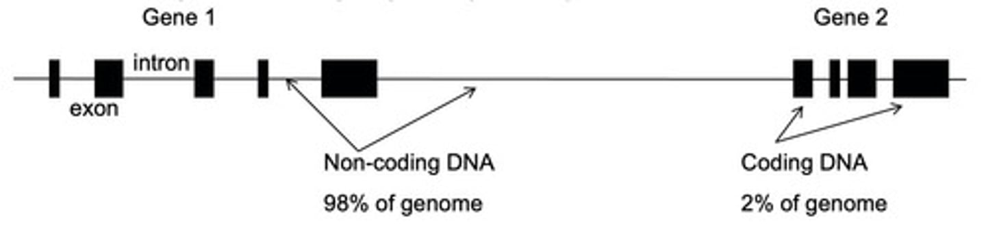 <p>The coding parts of genes that are expressed.</p>