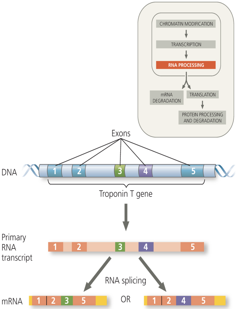 <p>a specific gene is known to code for three different but related proteins. This could be due to which of the following?</p>
