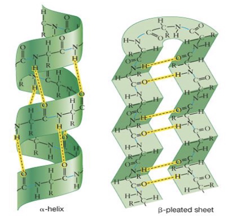 <p>The localized folding of the polypeptide chain into <strong>alpha helices</strong> or <strong>beta-pleated</strong> <strong>sheets</strong> bc of hydrogen bonds</p>