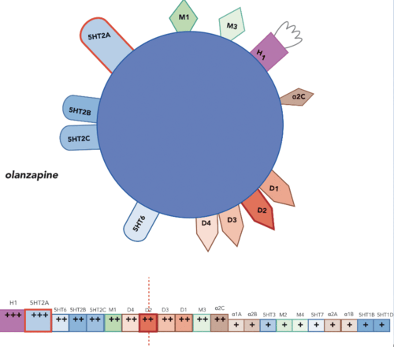 <p>-Very similar to clozapine, but without agranulocytosis</p><p>-Sedating: H1</p><p>-Increased body weight (H1), DM, increased cholesterol</p><p>-EPS effects at high end of dise range</p>