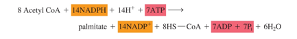 <p>-use 8 acetyl CoA, use 14 NADPH, and 7 ATP</p><p>-make palmitate, 14 NADH+, 7 ADPs (and release 8 CoA)</p>