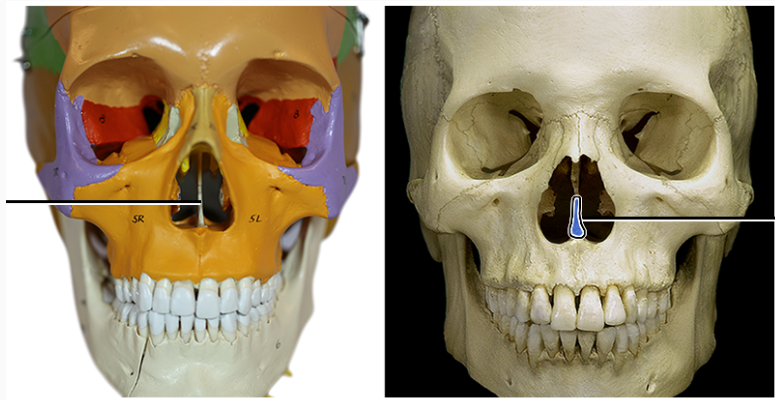 <p>within the nasal cavity, forms the inferior part of the nasal septum that divides the nasal cavity into left and right halves.</p>