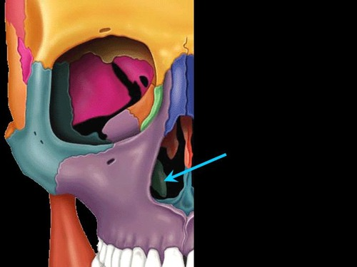 <p>Identify the bone found at the arrow:</p>