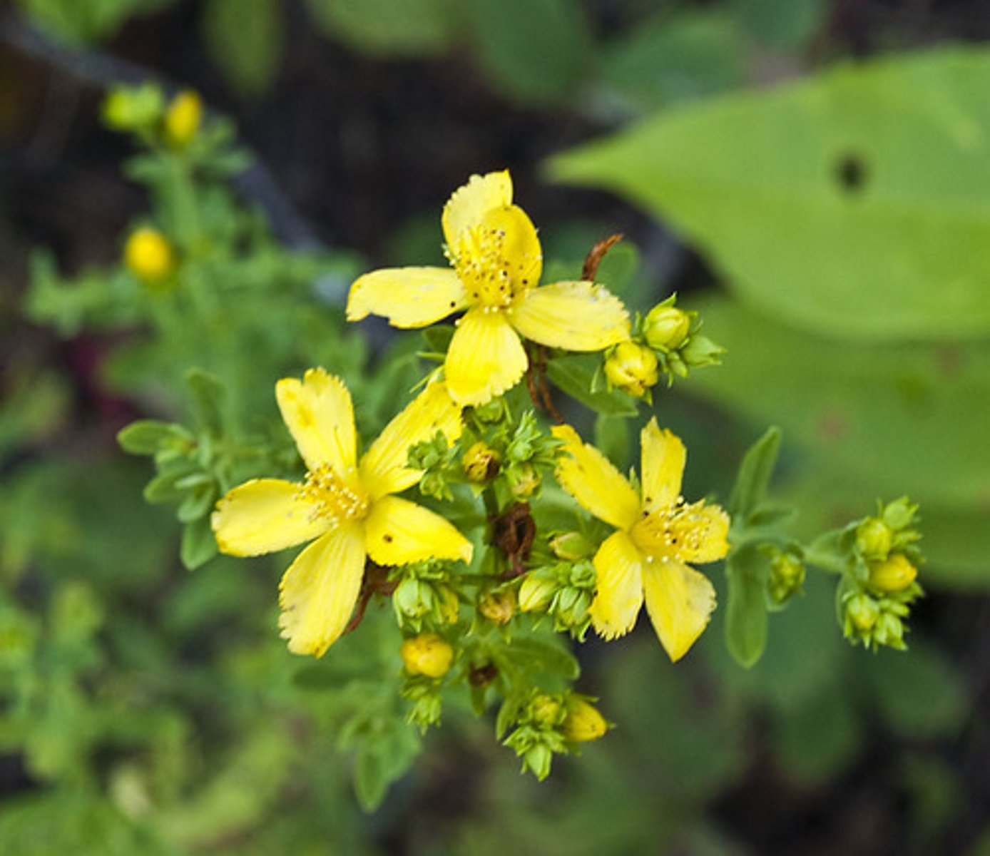 <p>Actions: anti-inflammatory, astringent, vulnerary, nervine</p><p>Indications: depression*, anxiety*; inflammation of the skin (wounds, burns)</p><p>SE: Photosensitivity*</p><p>CI: CYP450, SSRIs, SI; high doses in pregnancy</p><p>He wasn’t HYPER; he was depressed and anxious, and when her performed, he broke out in inflammation all over his skin</p>