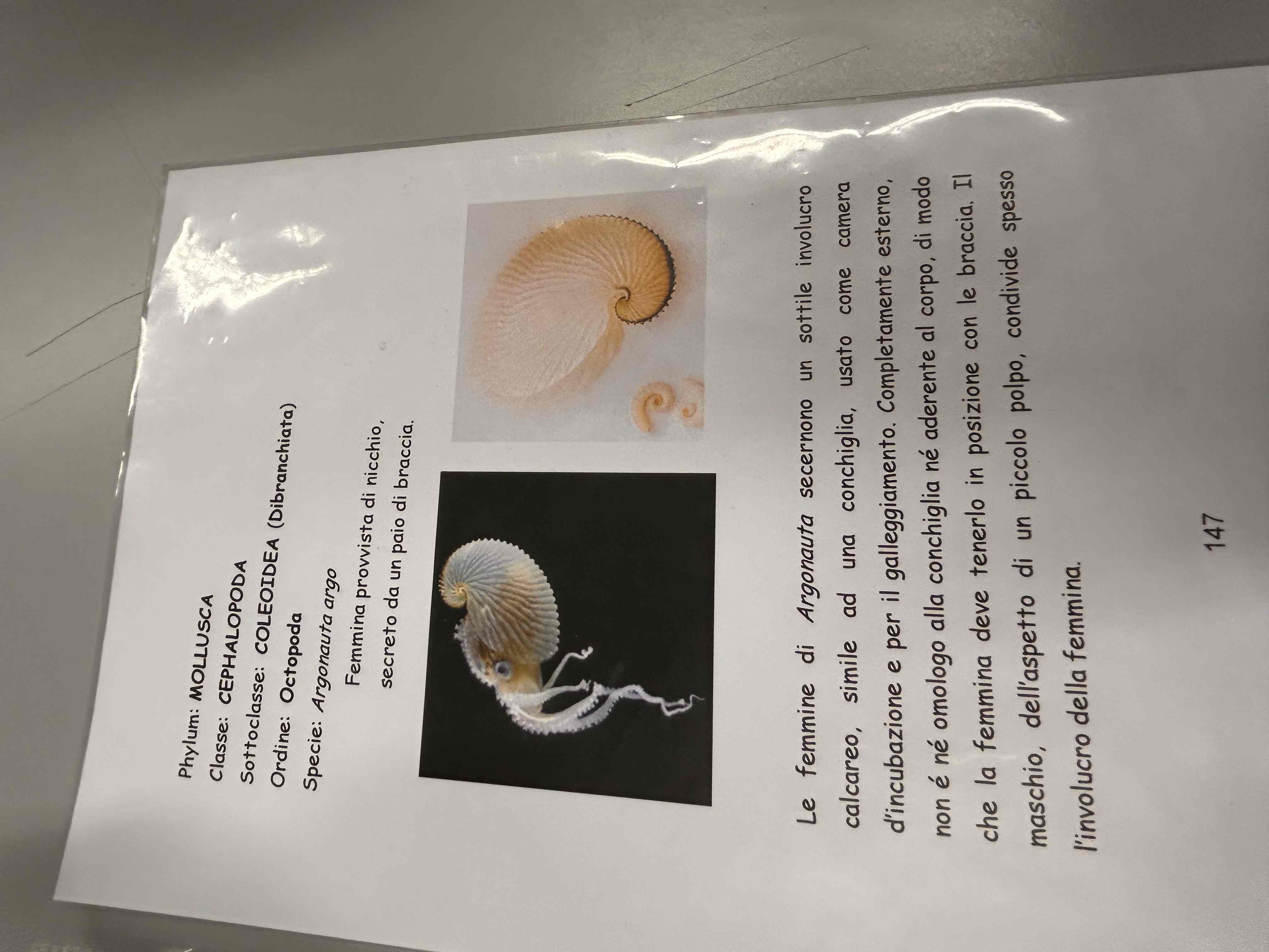 <p>Cefalopodi</p><p>Octopodi</p><p>Argonauta argo</p>