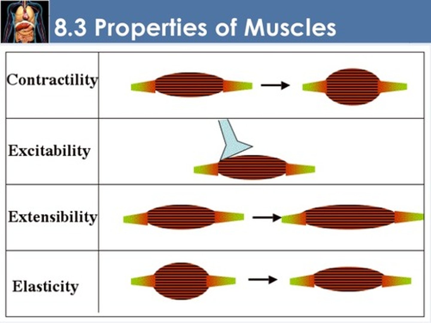 <p>ability to respond to stimuli by producing electrical signals called action potentials (impulses)</p>