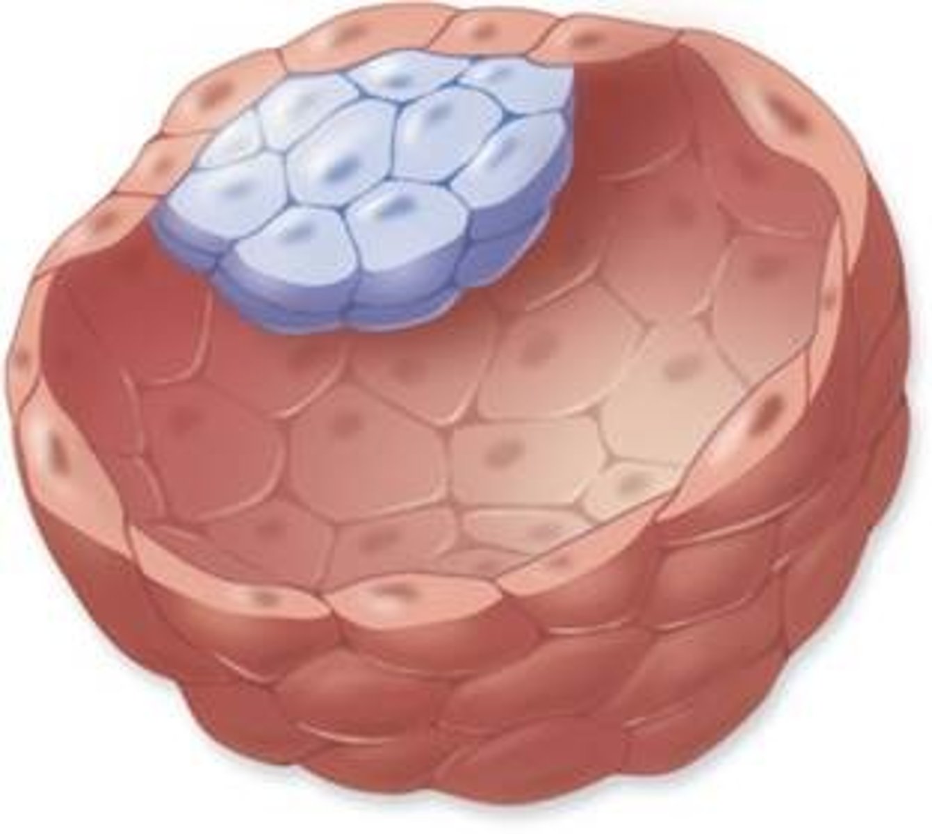 <p>An early stage of embryo described as a 'ball of cells'</p>