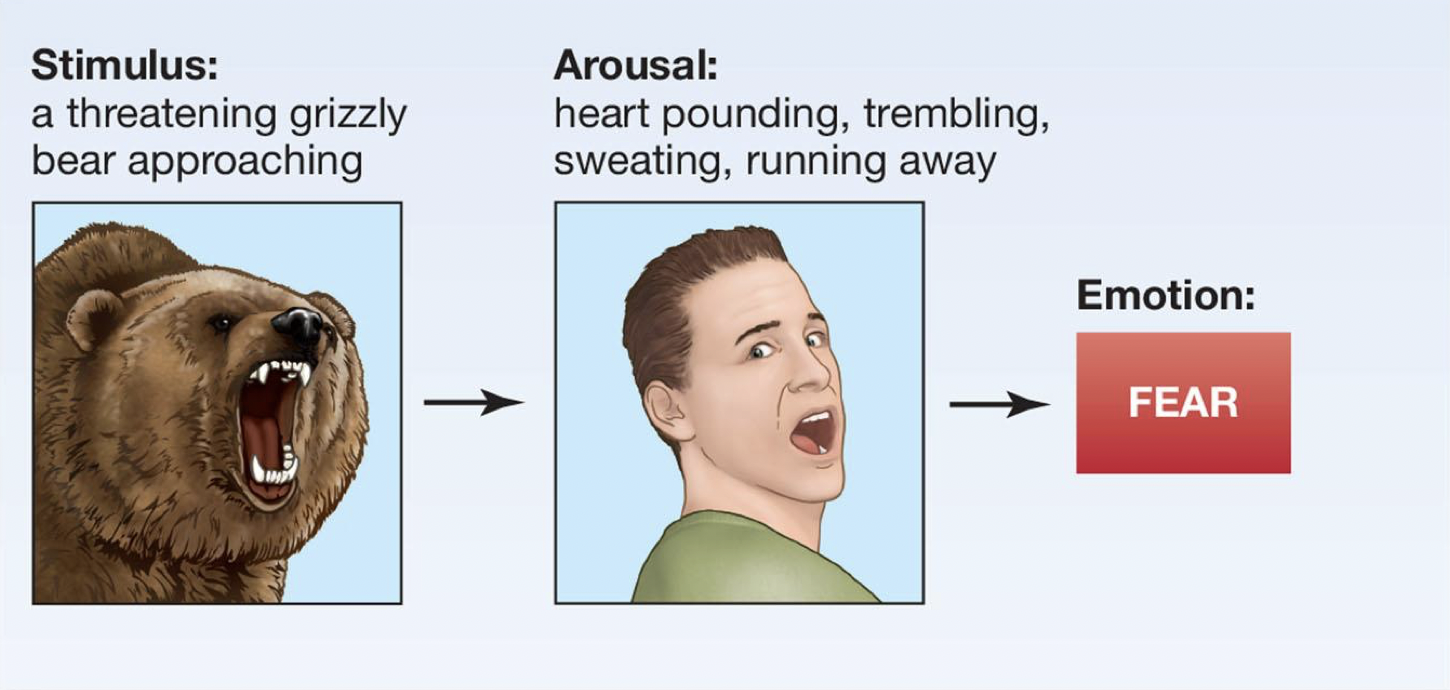 <p>people perceive specific patterns of bodily responses, and as a result of that perception they feel emotion</p>