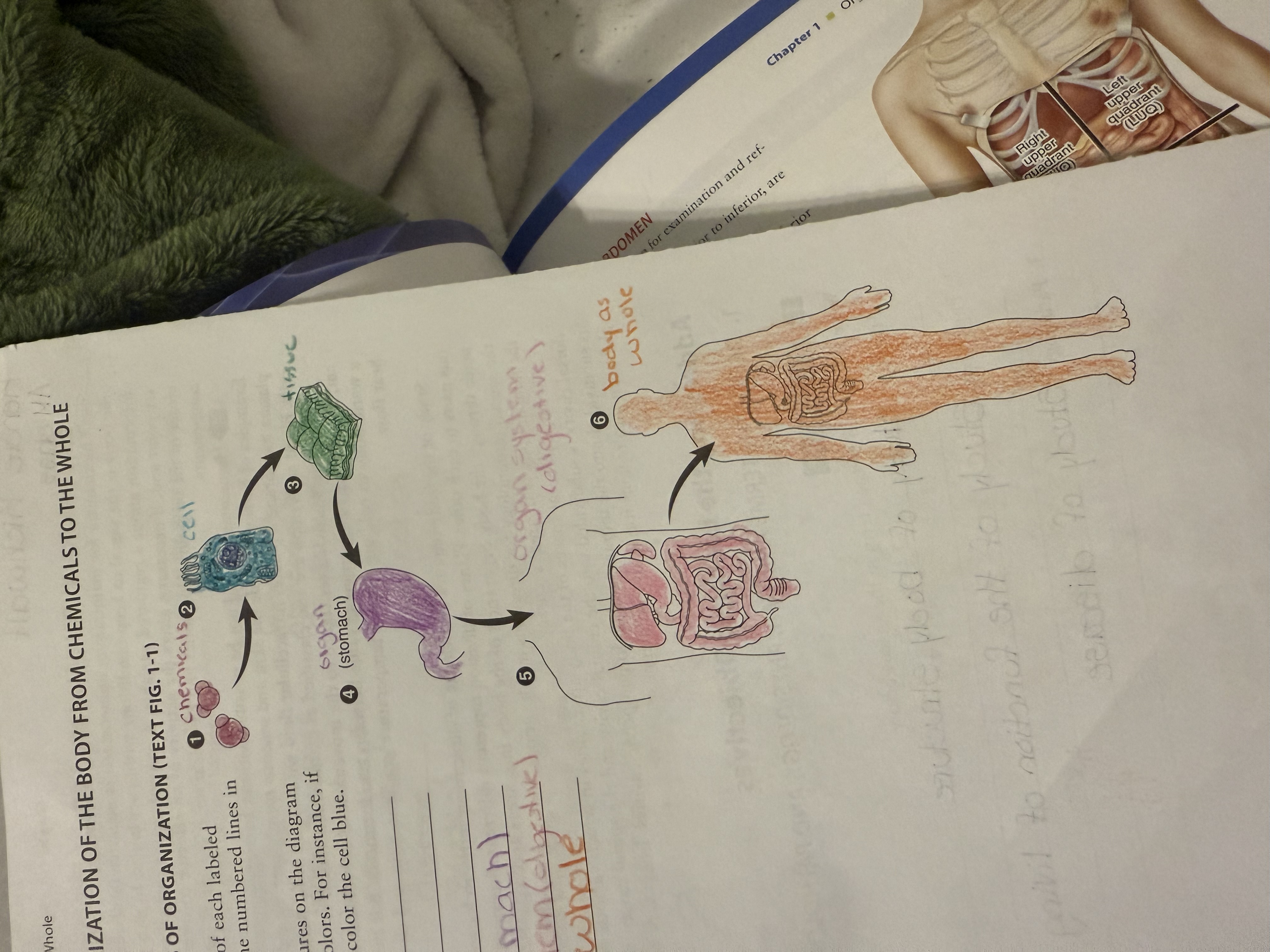 <p>Term 5</p>