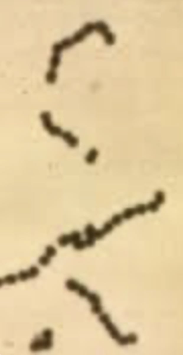 <p>Identify the bacteria's shape.</p>