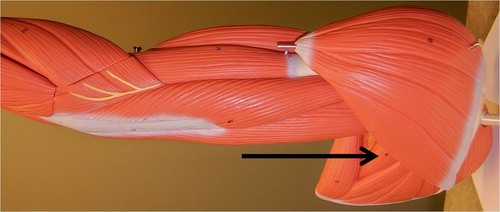 <p>Action: adducts shoulder Origin: lateral border of scapula</p>