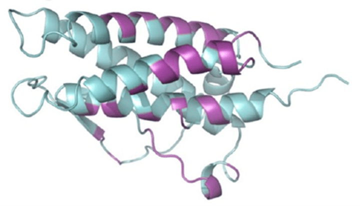 <p>A glycoprotein hormone that stimulates the production of red blood cells, ensuring an adequate supply of oxygen throughout the body.</p>