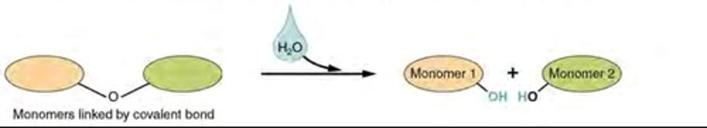 <p>Breaking down complex molecules by the chemical addition of water</p>