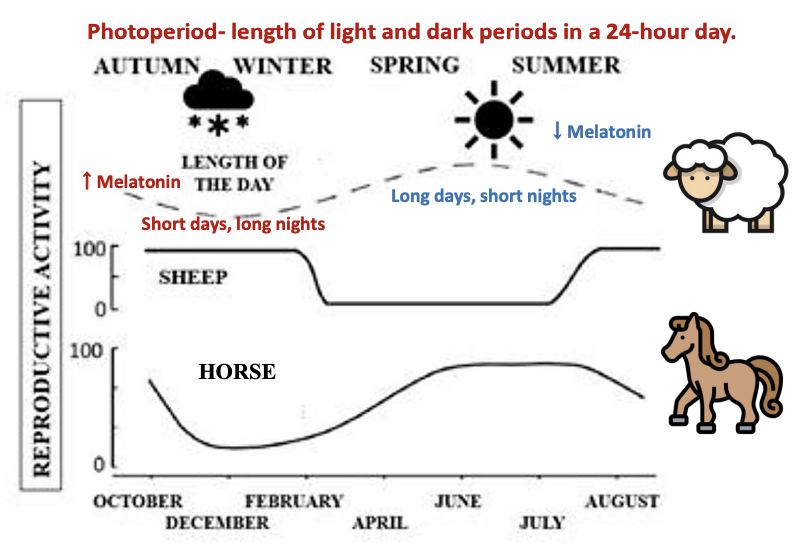 <p><strong><u>What type of breeders are horses:</u></strong><span style="color: purple;"><strong> Long day breeders</strong></span></p><p><strong><u>How does melatonin affect horses:</u> </strong><span style="color: purple;"><strong>Melatonin suppresses GnRH release</strong></span><strong> </strong>causing <span style="color: purple;"><strong>reduced fertility</strong></span><strong> </strong>during <span style="color: purple;"><strong>short days</strong></span></p><p><strong><u>When is fertility highest in horses:</u> </strong><span style="color: purple;"><strong>Spring-summer </strong></span>(<em>long days, short nights</em>) </p><p><strong><u>What happens to melatonin levels in horses during spring-summer:</u> </strong><span style="color: purple;"><strong>Melatonin levels decrease</strong></span><strong> </strong>allowing <span style="color: purple;"><strong>increased reproductive activity</strong></span></p><p></p>