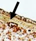 <p>What is this image pointing to?</p>