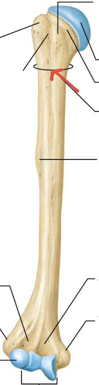 <p>what is this part of the humerus?</p>