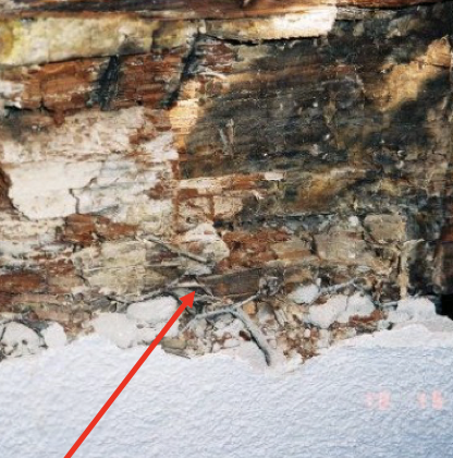 <p>'Root-like', but without bark, moving through a crack in the external foundation wall. Mushroom odor, for water conduction from soil.</p>