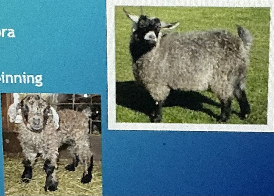 <p>Fiber; produces fine fiber for hand spinning, smaller size, cross between pygmy and angora</p>