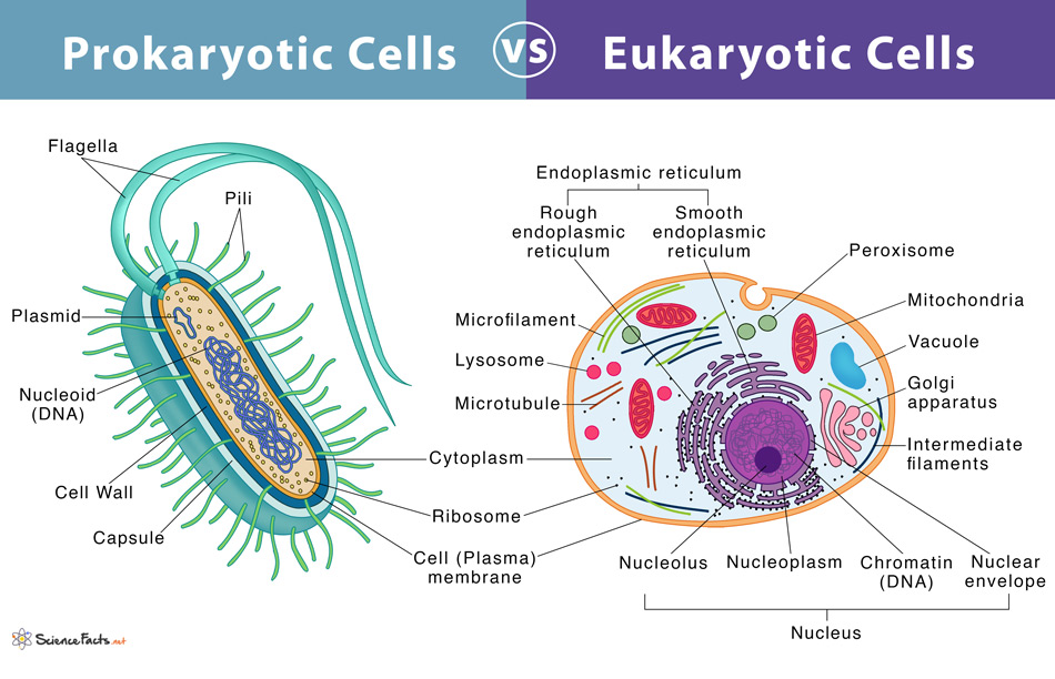 <p>Prokaryotic</p><ul><li><p>Bacteria and archea</p></li><li><p>Membrane free nucleiod and structures</p></li></ul><p>Eukaryotic</p><ul><li><p>Fungi, animals and plants</p></li><li><p>Membrane bound nucleus and organelles</p></li></ul>