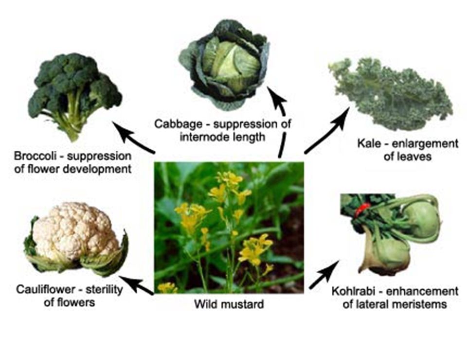 <p>Artificial Selection</p>