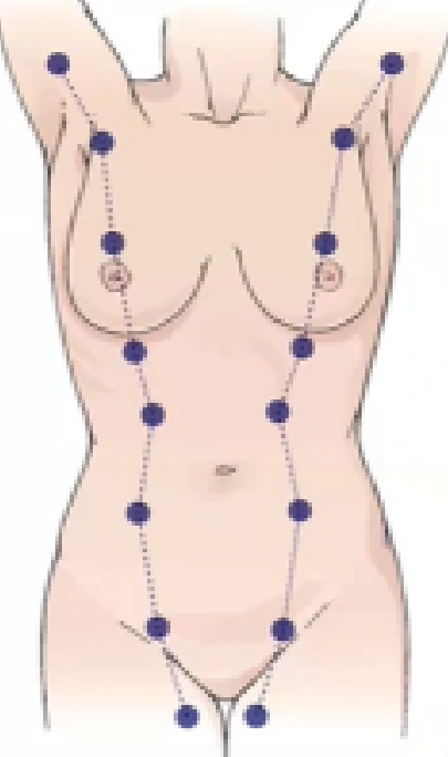 <p>embryonic “milk” line</p>