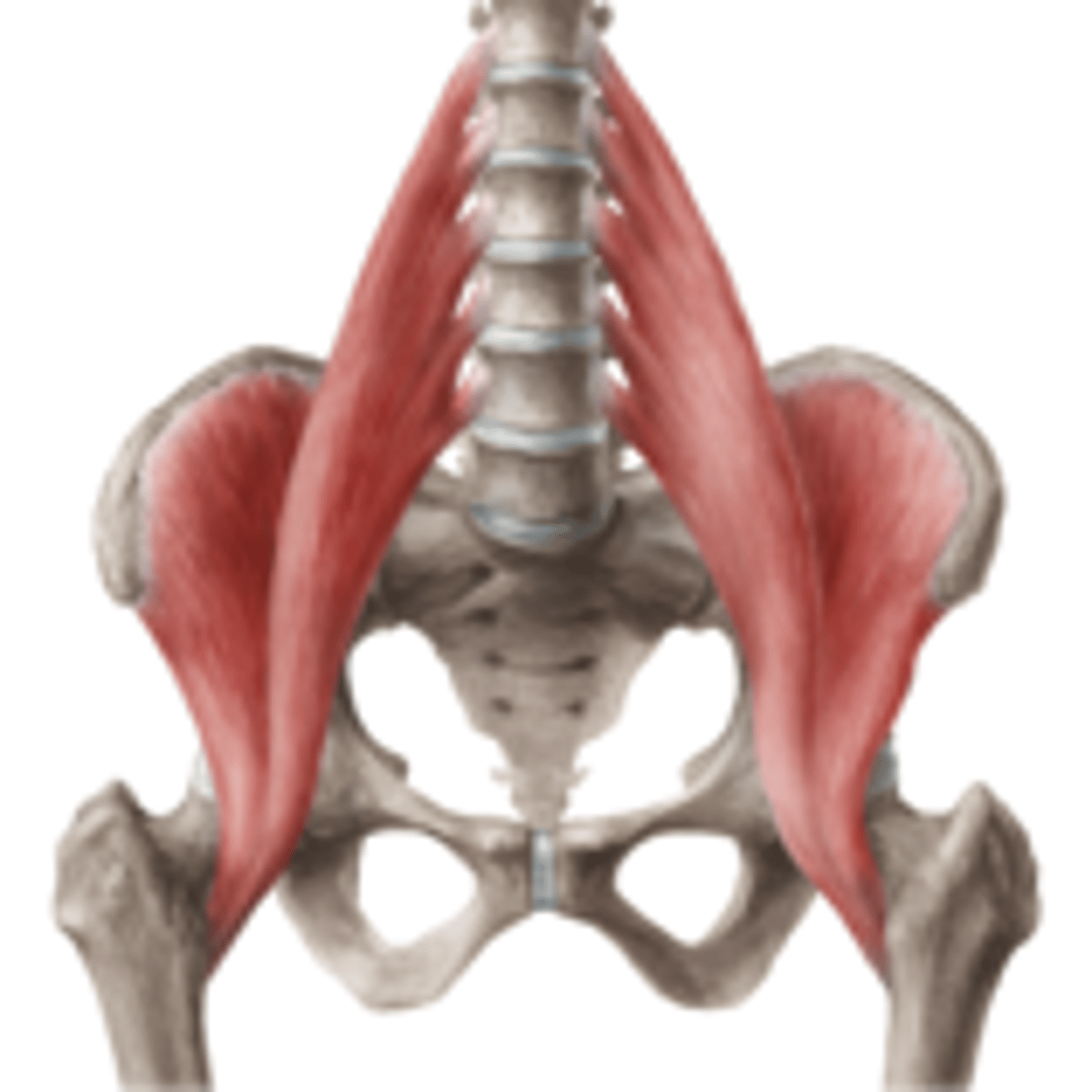 <p>Liopsoas</p>