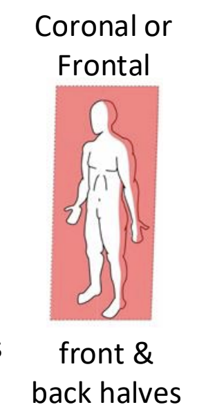 <p>front and back halves</p>