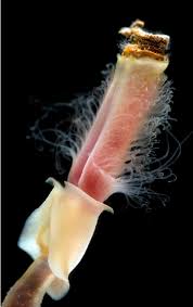 <p>these annelids are mostly in sea floor mud at 100-10,000 deep, theyre sessile and secrete, they live in long chitinous tubes</p>