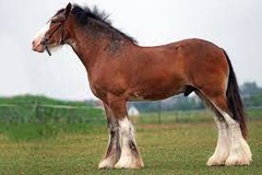 What horse breed?