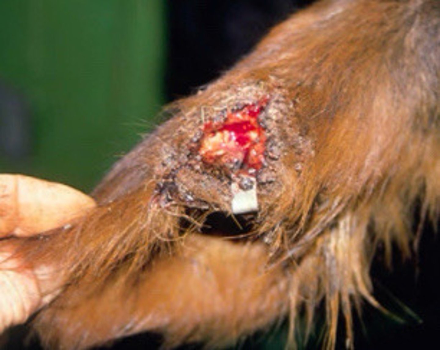 <p>What is this traumatic skin issue?</p>