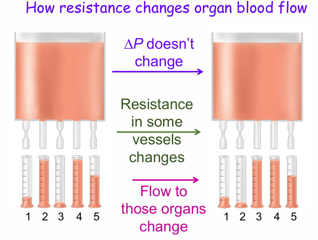 <ol><li><p>Delta P doesn’t change</p></li><li><p>Resistance in some vessels changes</p></li><li><p>Flow to those organs change</p></li></ol><p></p>