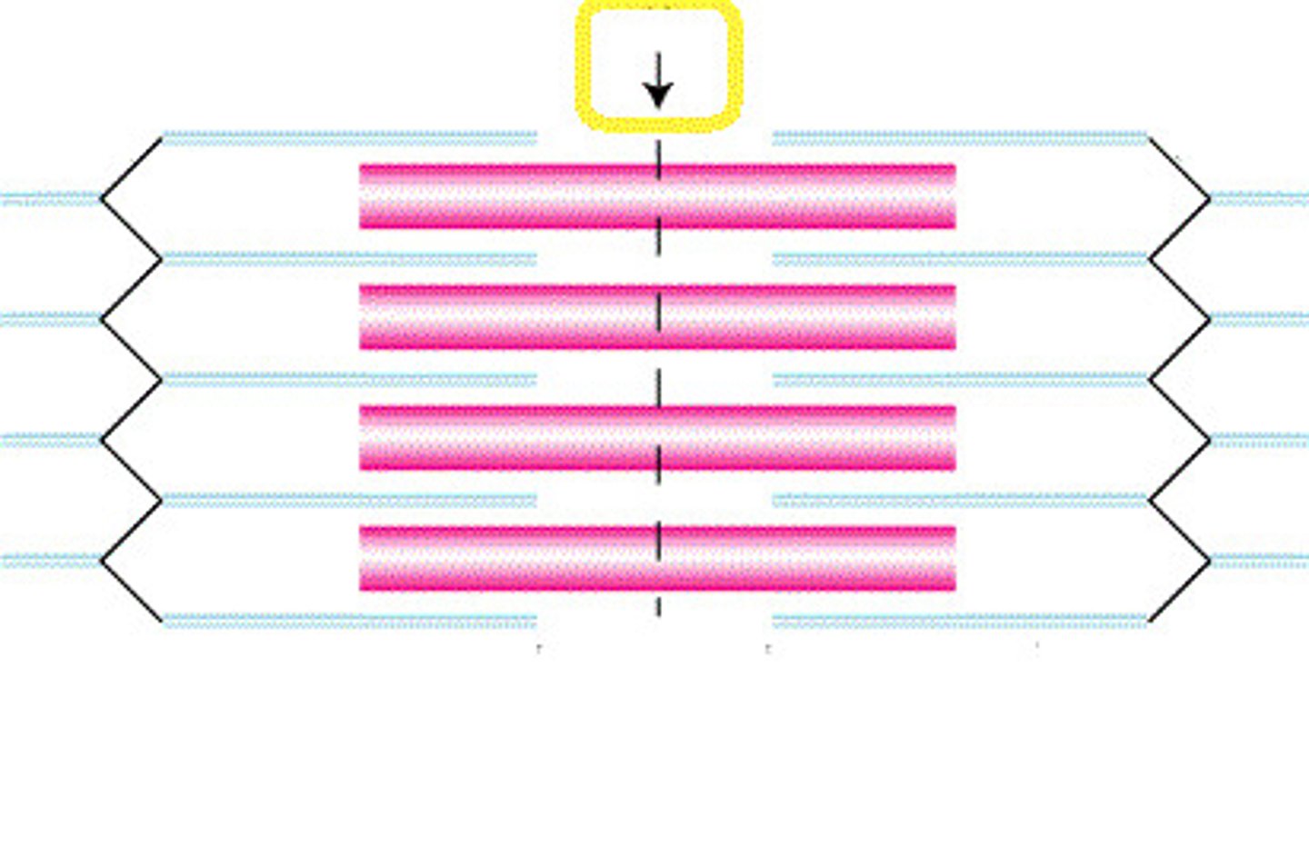<p>Middle of sarcomere</p>