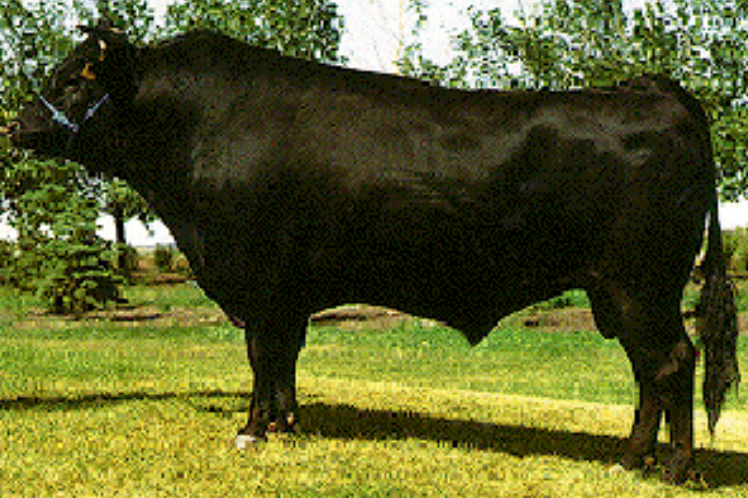 <p>This breed means Japanese style cattle</p>
