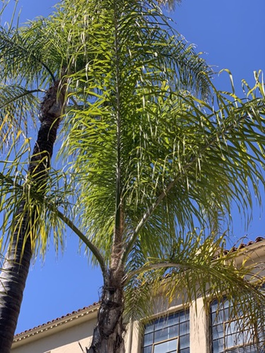 <p>Whorled feather like frond with narrow leaflets, medium green light and open. Fibrous at base with very persistent base petioles</p>