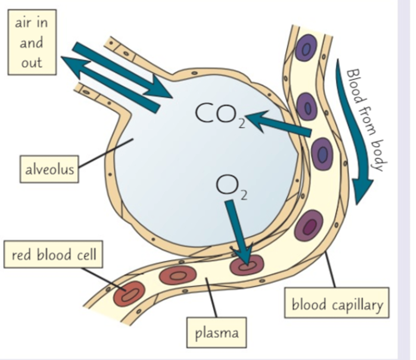 <p>lungs trafers oxygen to the blood and to remove waste carbon dioxide from it.</p><p>the lungs contain little air sacs called alveoli where gas exchange takes place</p>