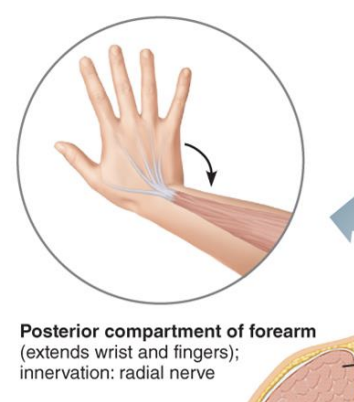 <p><strong>Posterior Forearm Compartment</strong></p>
