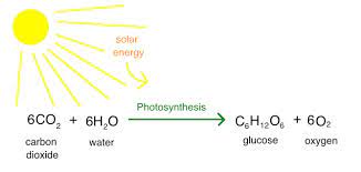 <p>process of plants using sunlight to synthesize foods from CO2 and H2O</p><p><em>reactants and products in image</em></p>