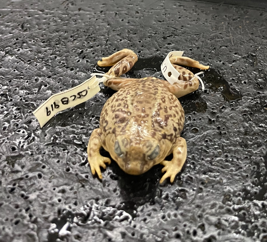 <p>Which family does this specimen belong to?</p>