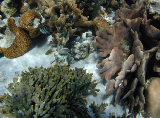 <p>coral reefs </p>