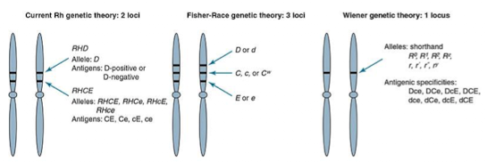 <ul><li><p><span>Fisher-Race: 3 linked loci (D/d, C/c, E/e) control Rh antigens.</span></p></li><li><p><span>Wiener: Rh antigens controlled by alleles at one gene locus.</span></p></li></ul><p></p>