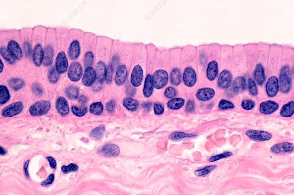 <p>What epithelial tissue is this?</p>