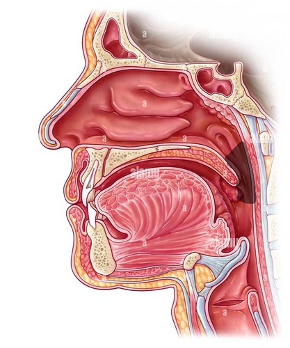 <p>Region behind uvula</p>