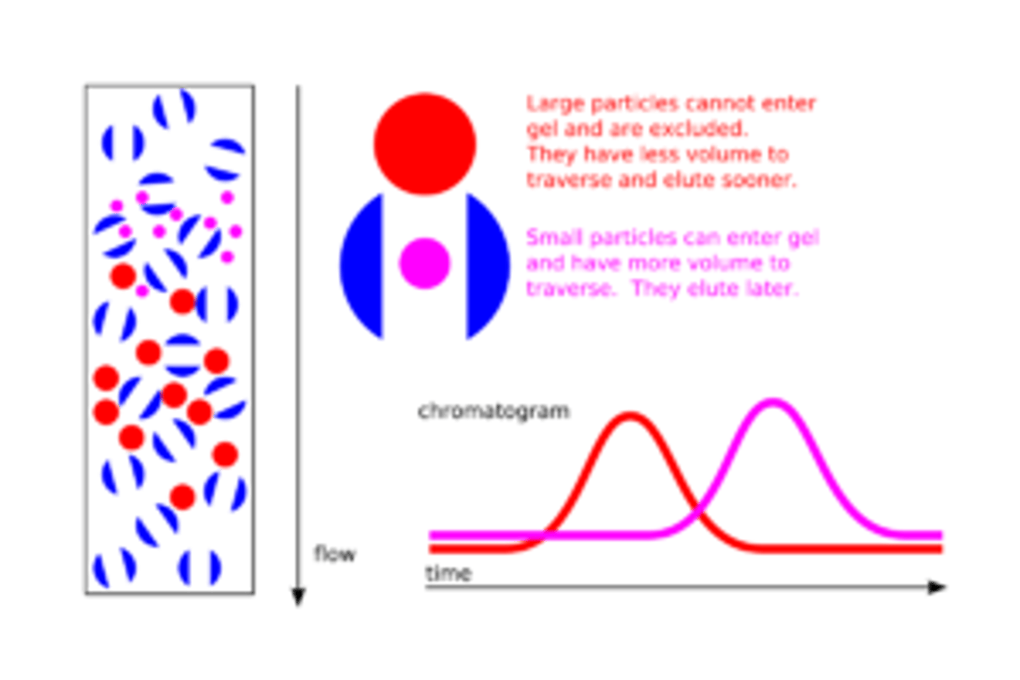 <p>The Stationary Phase used in Size-Exchange Chromatography consists of beads with small holes that run through them. The smaller compounds will have to make their way through these small holes while the big compounds will go around the beads, quickly making their way through the column.</p><p>NOTE: She doesn't explain this correctly in the video.</p>