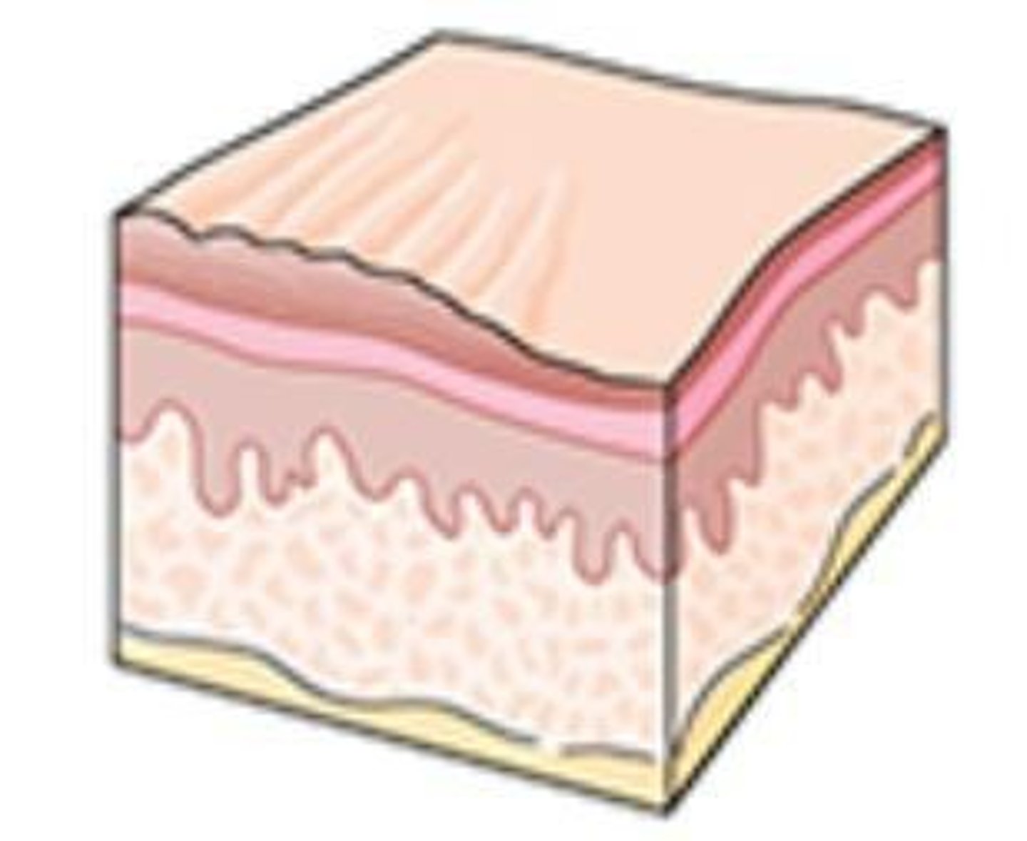 <p>Epidermis, Dermis, Hypodermis, Subcutaneous</p>