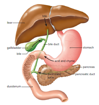 The pancreas, liver, and gallbladder.